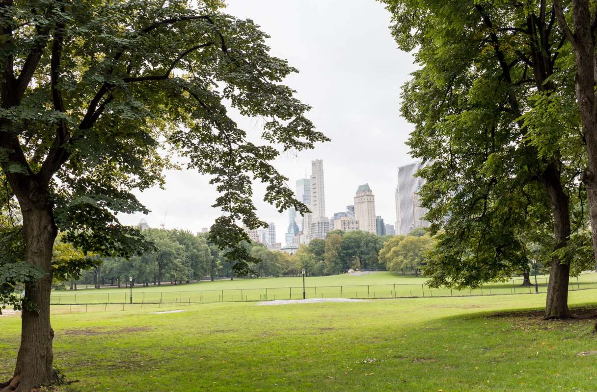 This technological advancement has made tracking canopy coverage easier than ever.