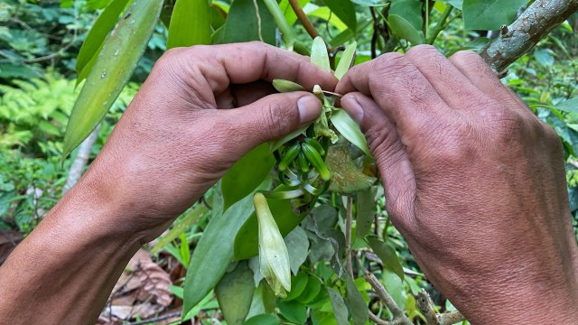 The best ways to aid those vital pollinators start at the local level and in our own homes.