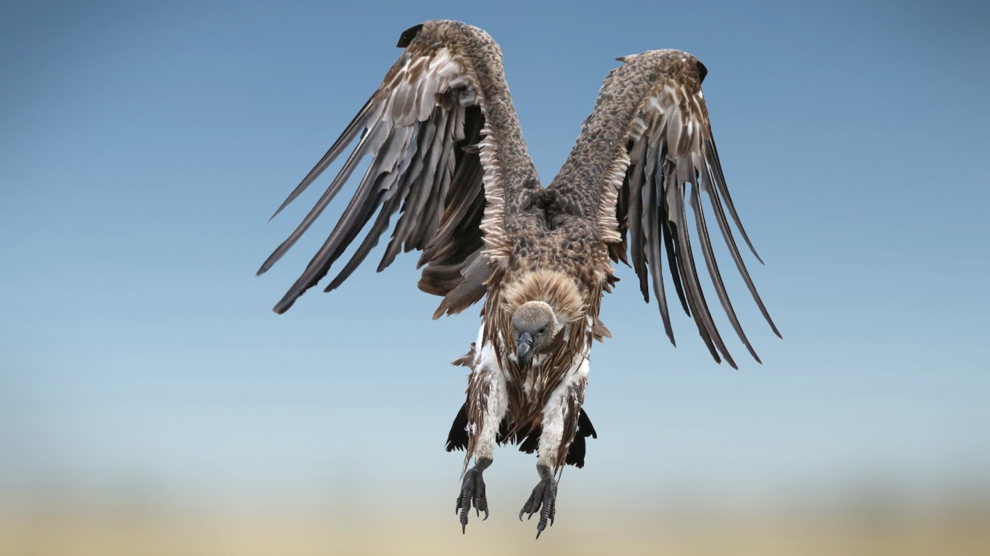 "The take-home message is that we need to be always factoring nature into the equation of human health."