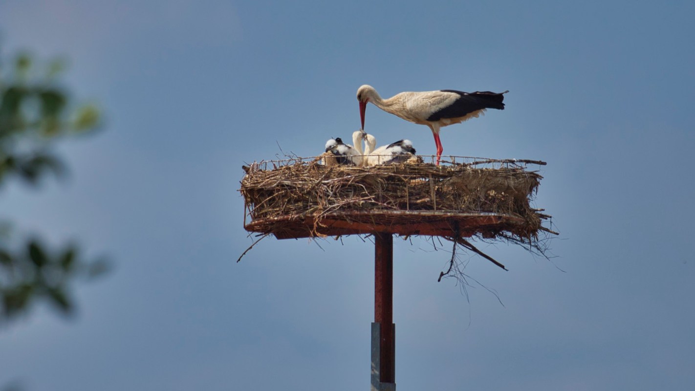 "I hope that something is done ... so they can survive on their own."