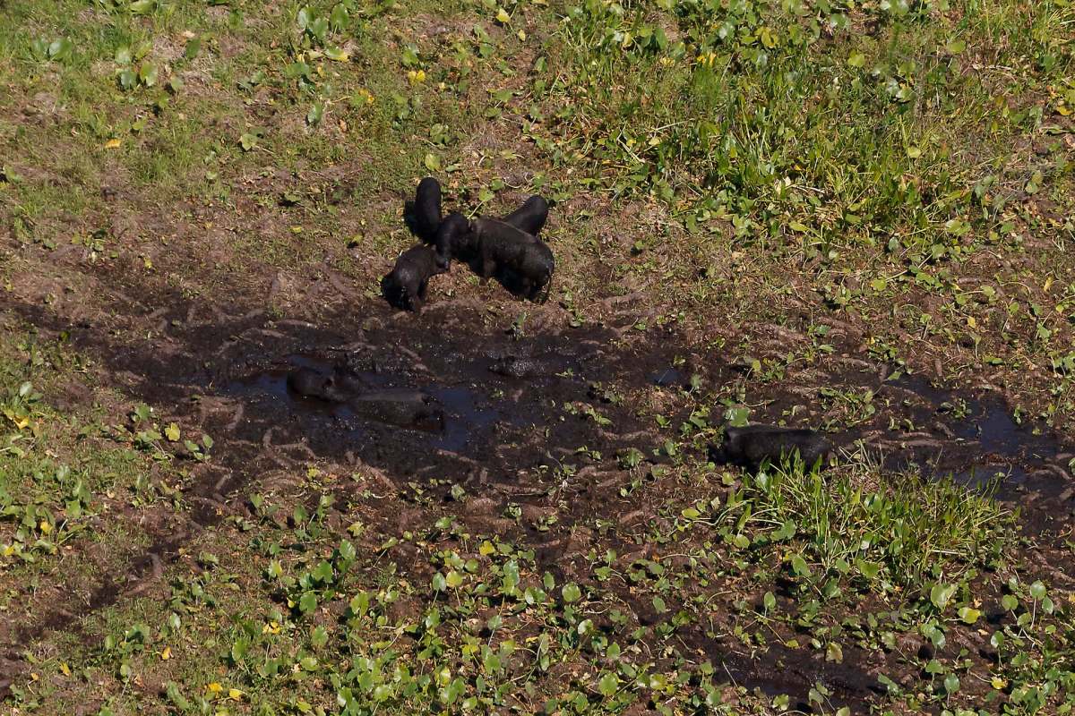 "They're basically rototilling the land."