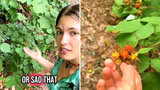 As an invasive species monopolizes resources, native species recede and biodiversity declines.