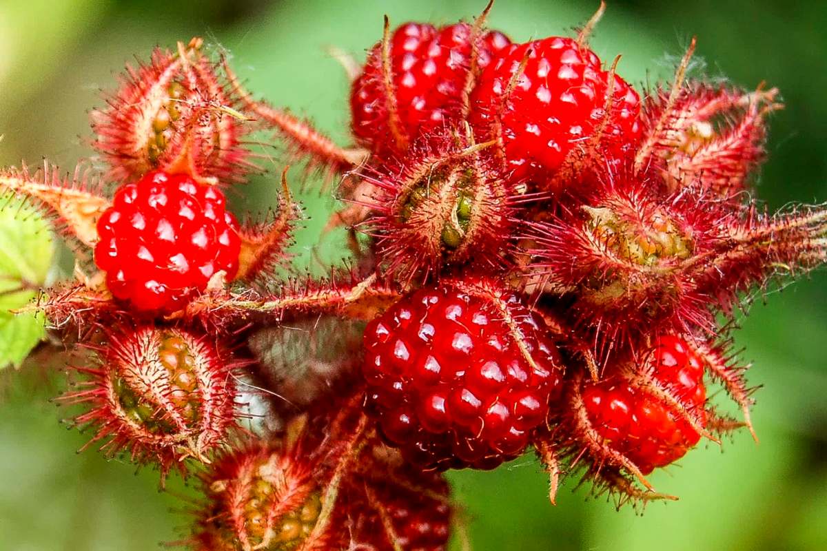 "I was heartbroken to find out how invasive they are!"