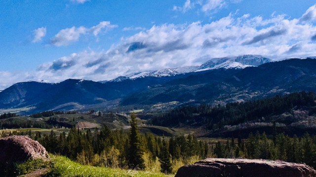 After being hunted to extinction in the 1920s, they were reintroduced in 1995.