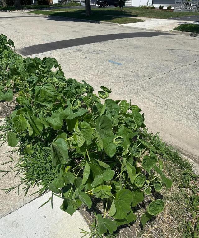 "You'll be chasing them all around your yard and the neighborhood for the next decade."