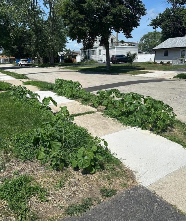 "You'll be chasing them all around your yard and the neighborhood for the next decade."