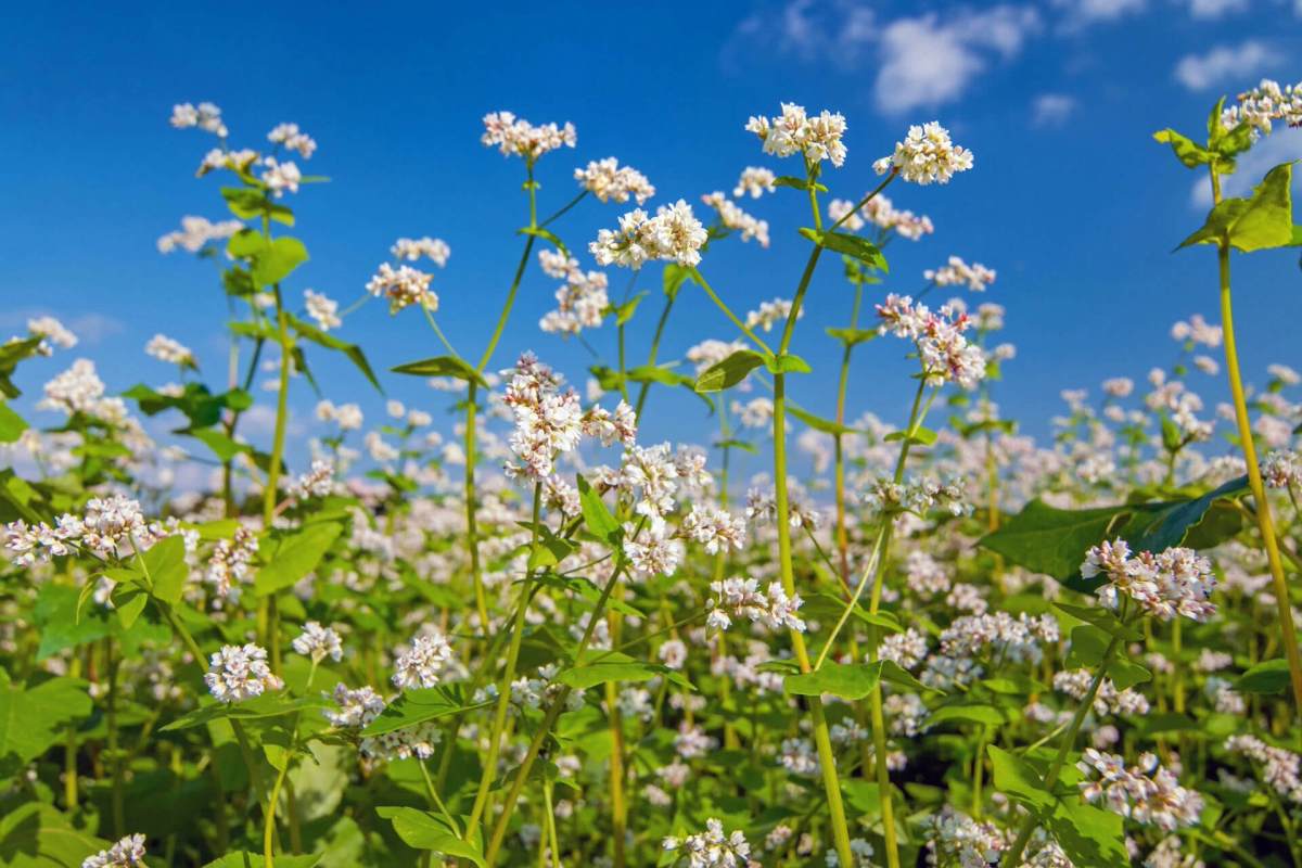 "It's planted, it germinates, it grows, it flowers, it's harvested."