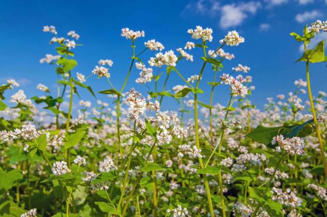 "It's planted, it germinates, it grows, it flowers, it's harvested."