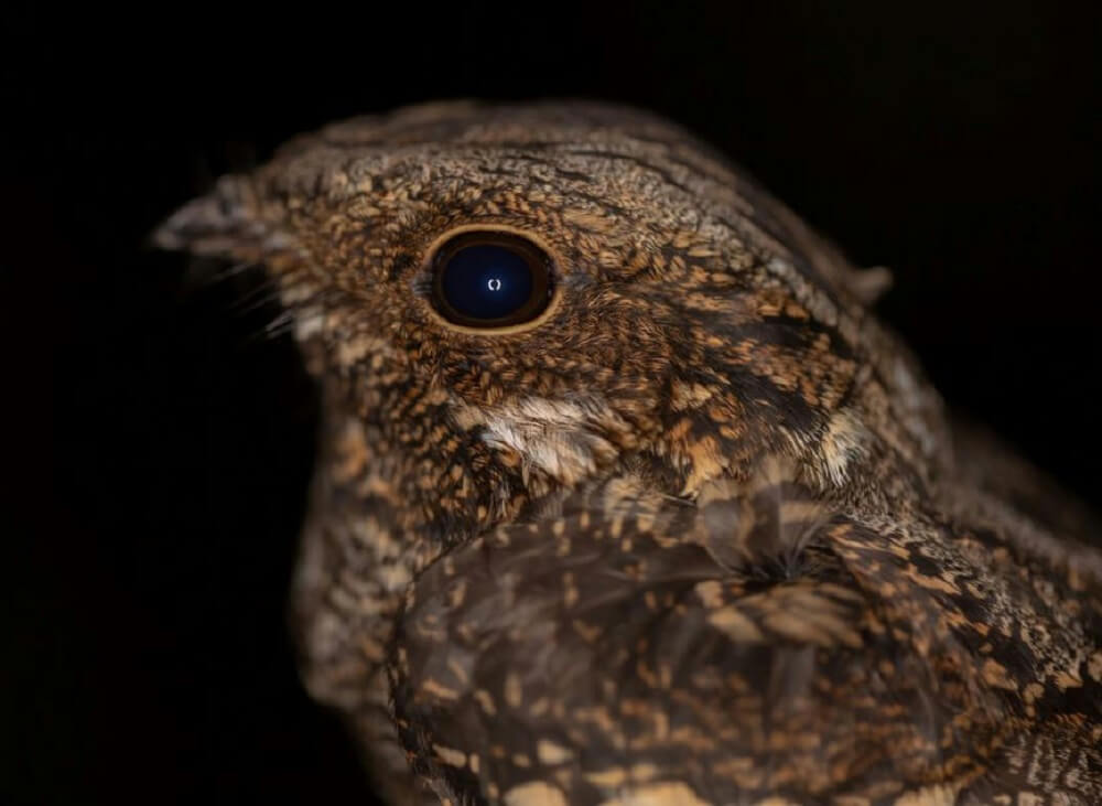 "They're my favorite bird."