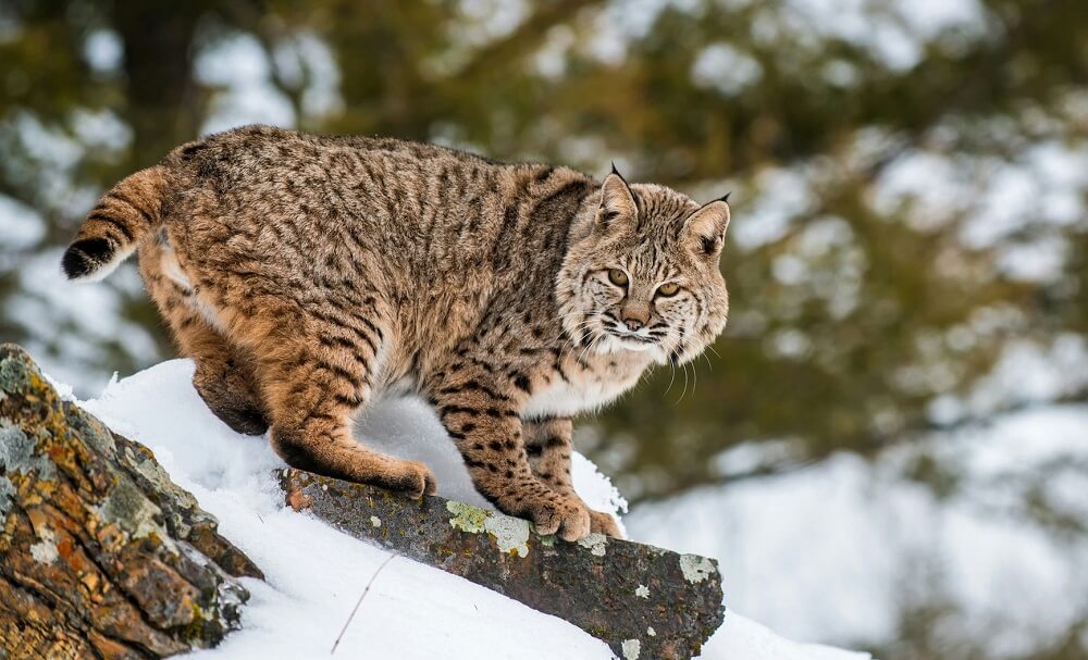 Sightings like this indicate a larger issue.