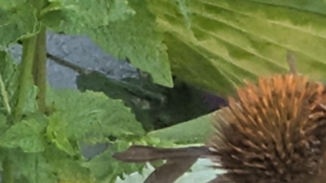 "If you plant it, they will come."