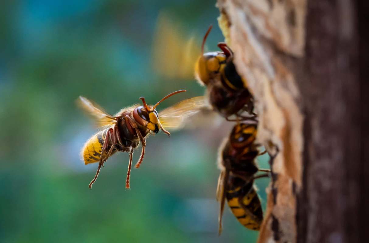 These hornets are particularly concerning.