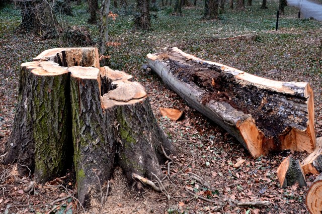 DCR staff overcame many challenges: navigating "dense thickets," "swampy forests," and ticks.