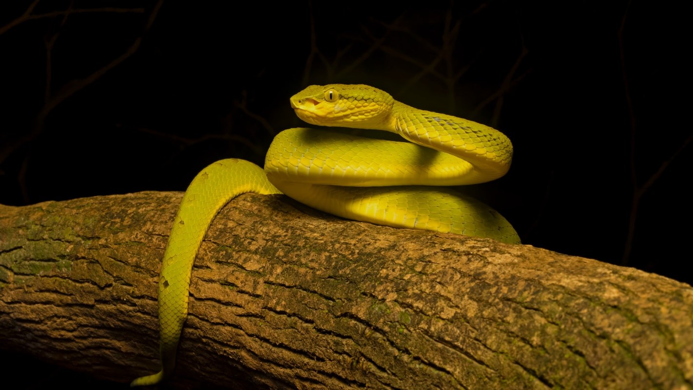 It was the first time it was seen in the area.