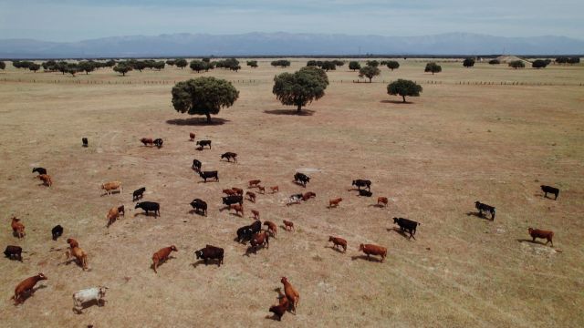 Issues like struggling to feed your herds will also drive the cost of beef up.