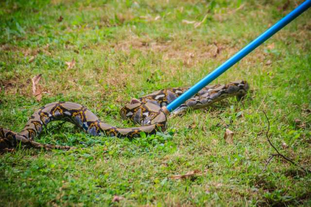 While incentivizing capture-and-kill may seem extreme, it's for good reason.