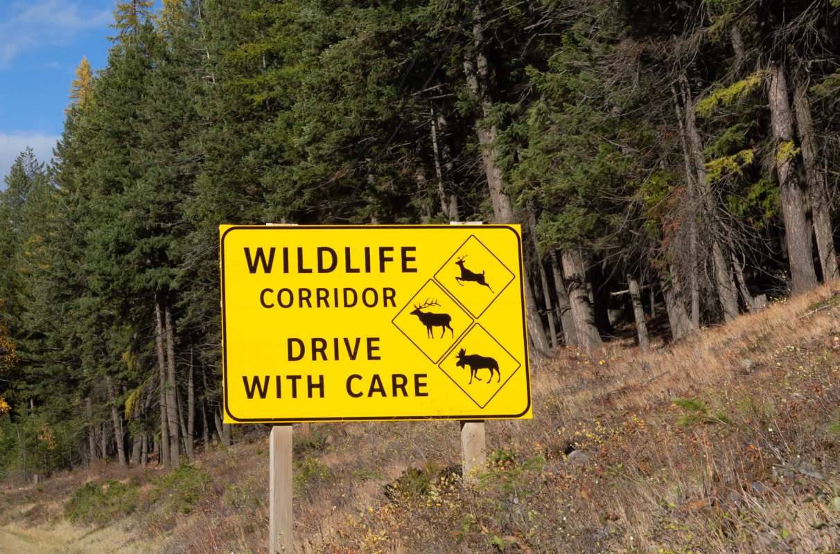 The story highlights the critical work that rescue centers perform.