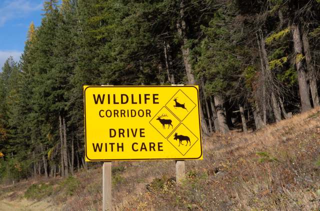 The story highlights the critical work that rescue centers perform.