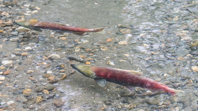 "A working template."