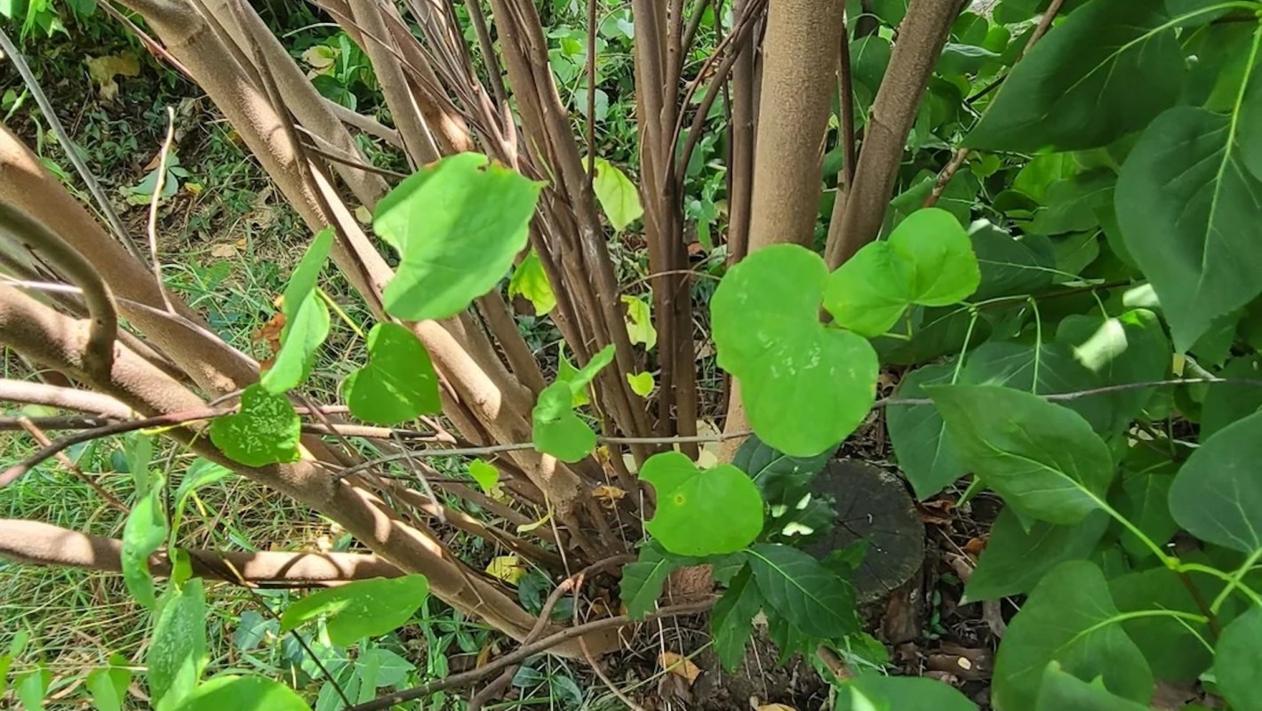 Another neighbor witnessed the incident.