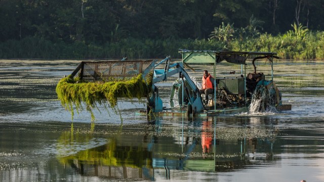 "In some cases, harvesting may actually make it worse."