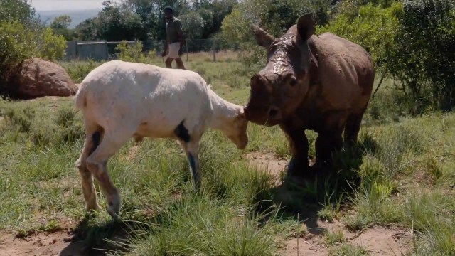 Such unusual playdates can be used to help sick or injured animals.