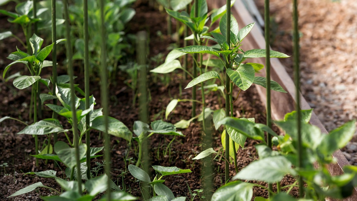 "I love these little guys."