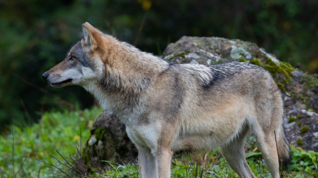 "It became necessary due to a growing public safety risk."