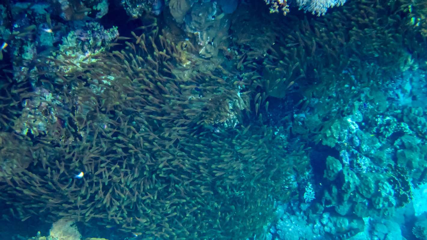 "By studying ecosystems like this, we can start to understand what a healthy ... environment should look like."