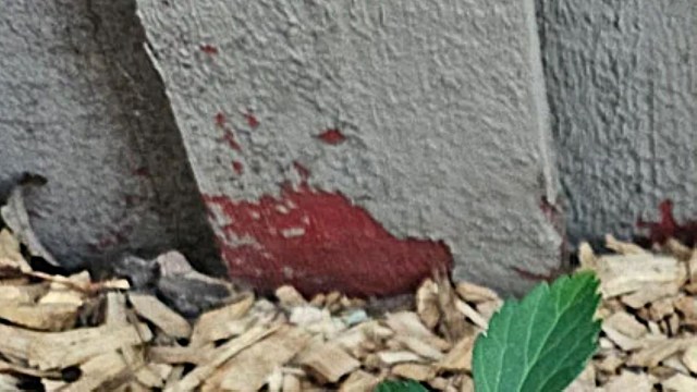 "Why are we planting things in the ground before identifying?"