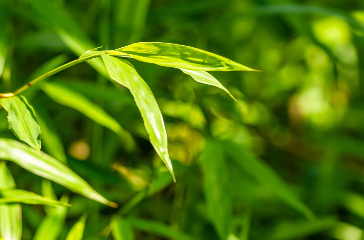 The challenge is that its seeds remain viable in the soil for years.