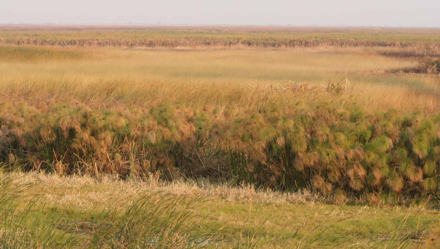 "The males in that pack are the biggest."