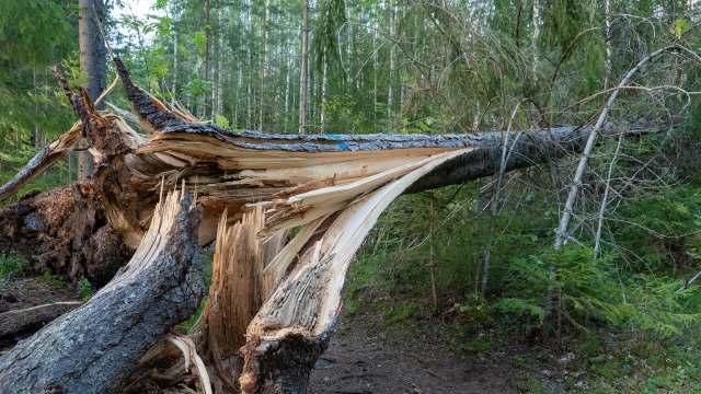 The owner of the hotel fled before being detained.