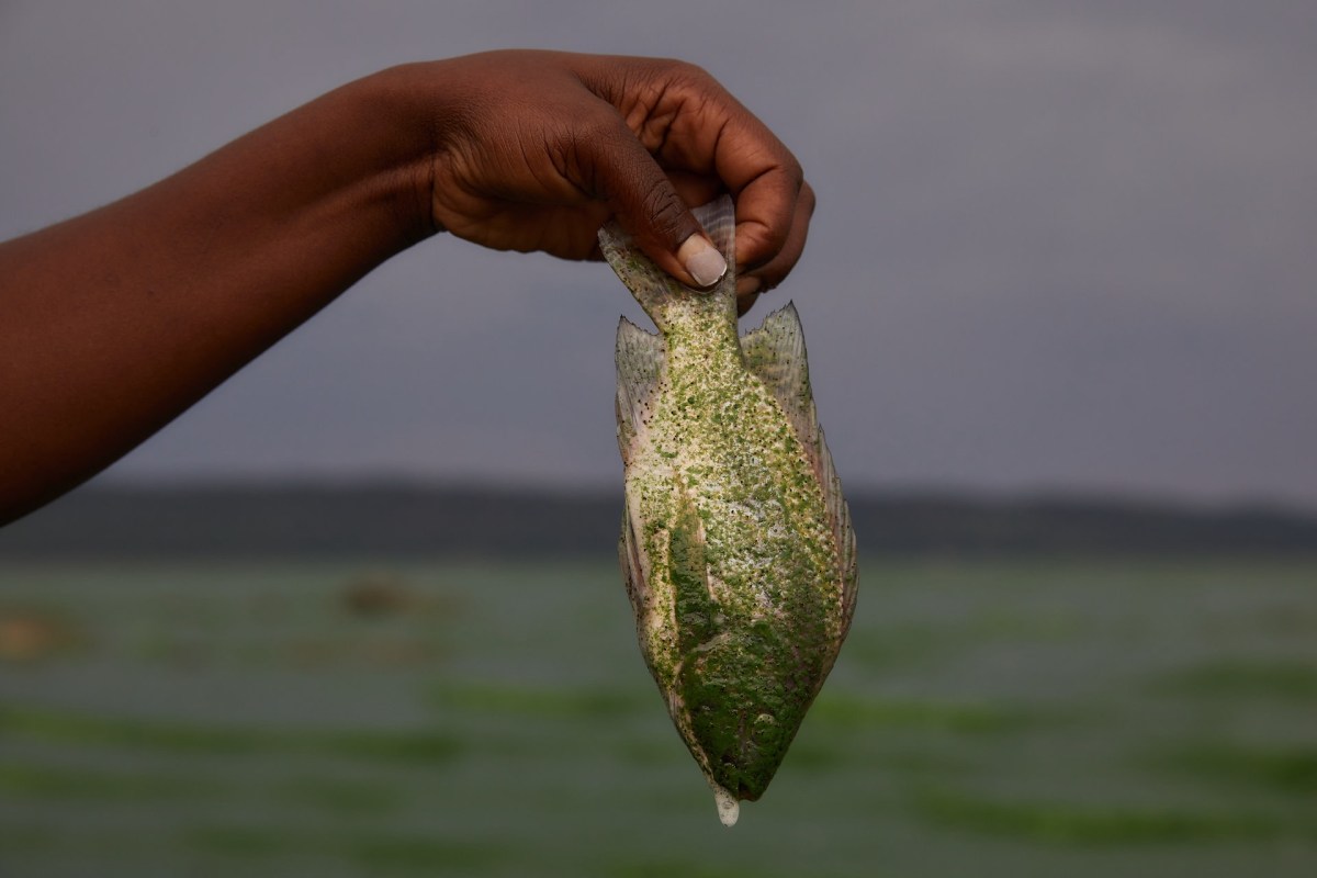 "The safety of fish alone is insufficient ground to lift the ban."