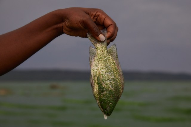 "The safety of fish alone is insufficient ground to lift the ban."