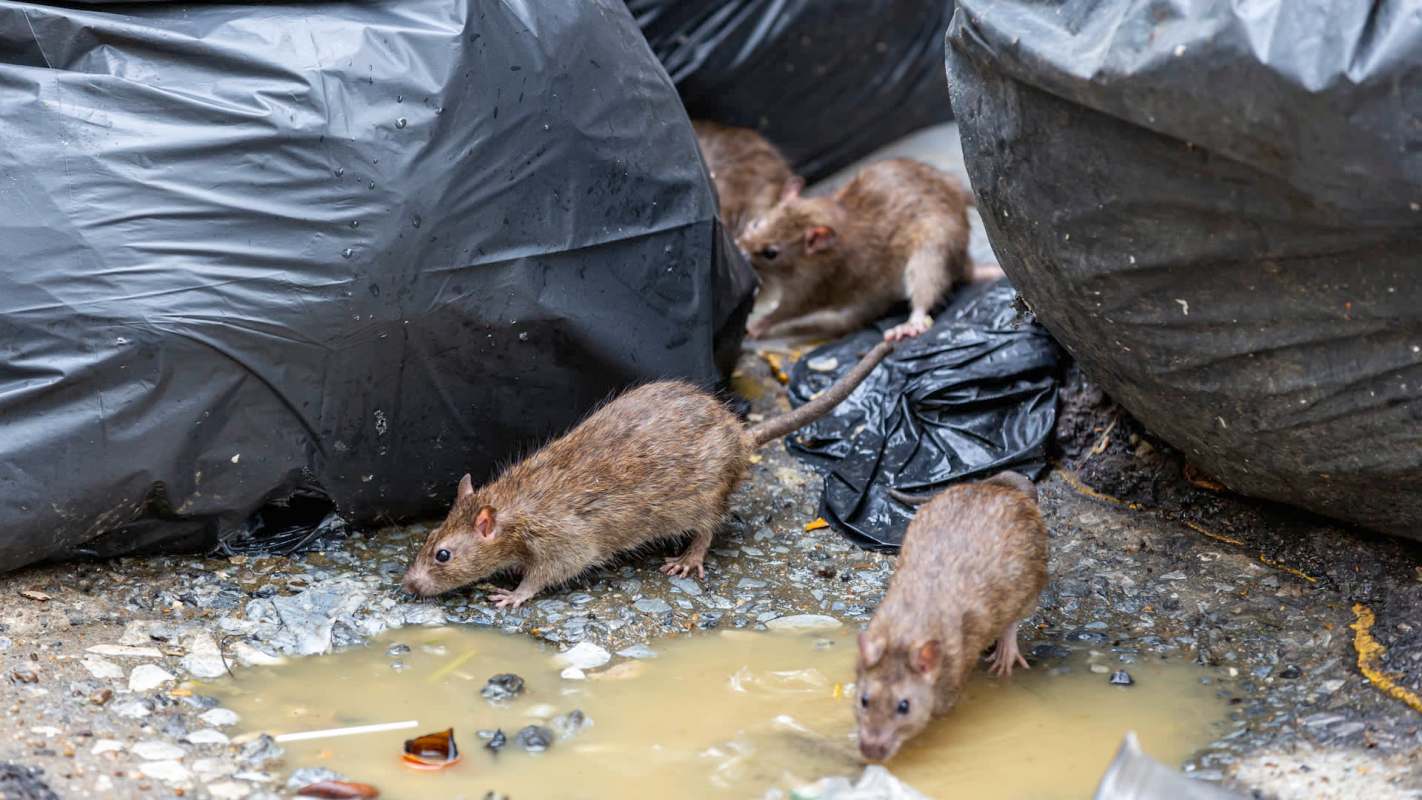"They’re chewing through the wood on people’s homes to get into the walls."