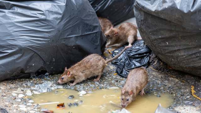 "They’re chewing through the wood on people’s homes to get into the walls."