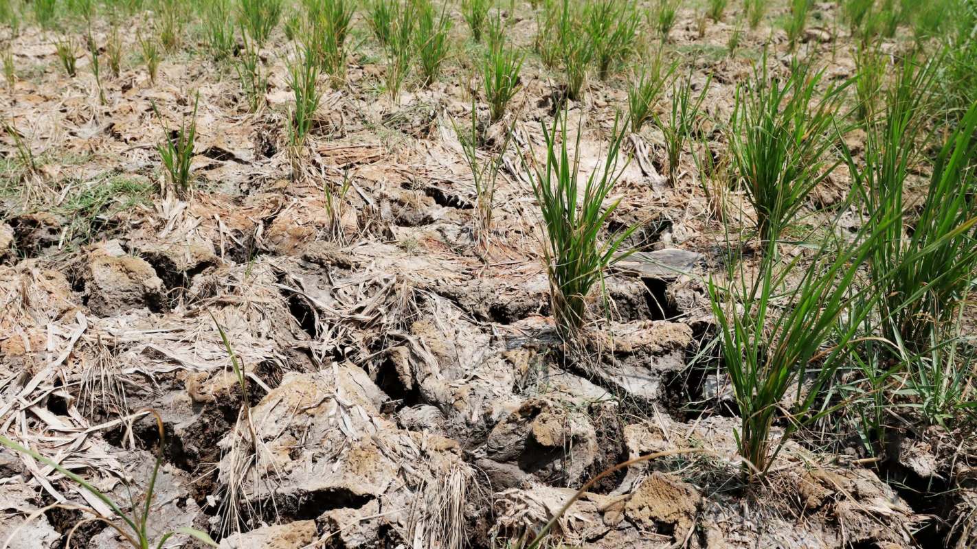 Farmers are improvising.