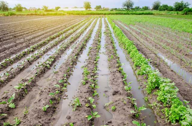 Crop loss in farm states ends up raising grocery bills for everyone.