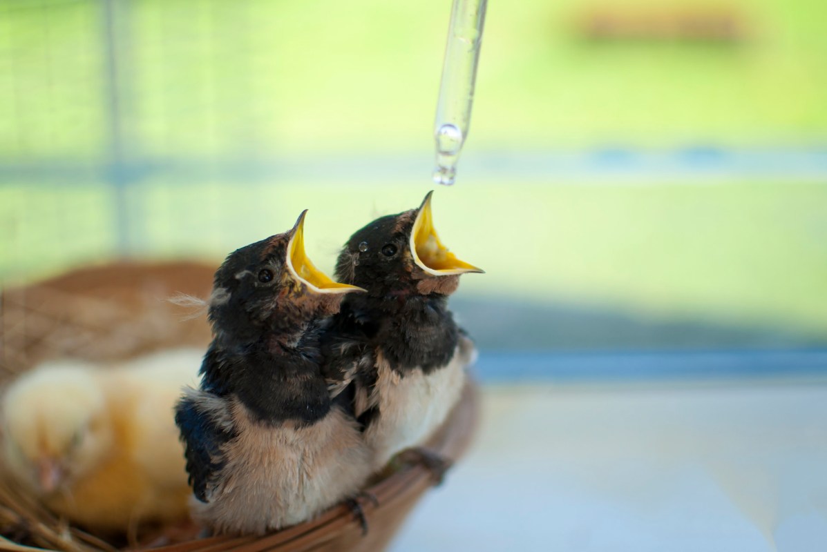 "Once you start paying attention, you realize there are so many more species than you’d ever expect."