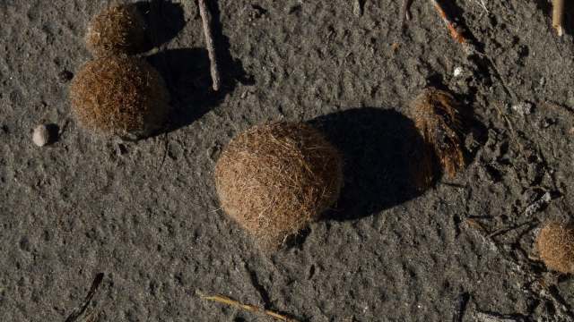 "We say it’s a way of the sea returning the trash to us."