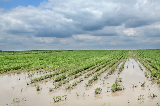 "Gambling with nature."