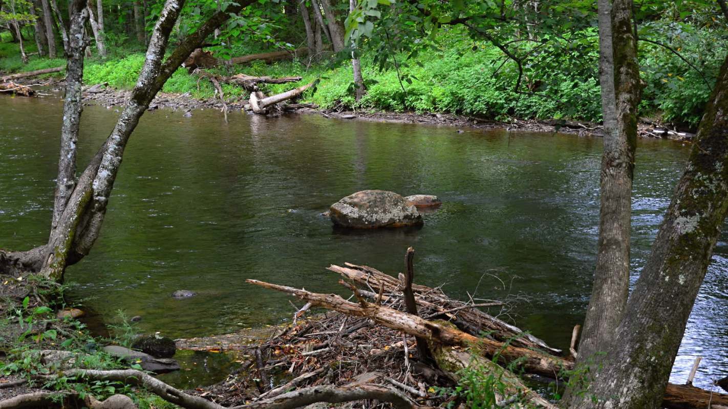 Officials have reintroduced nearly 40,000 of them into waterways since 2016.