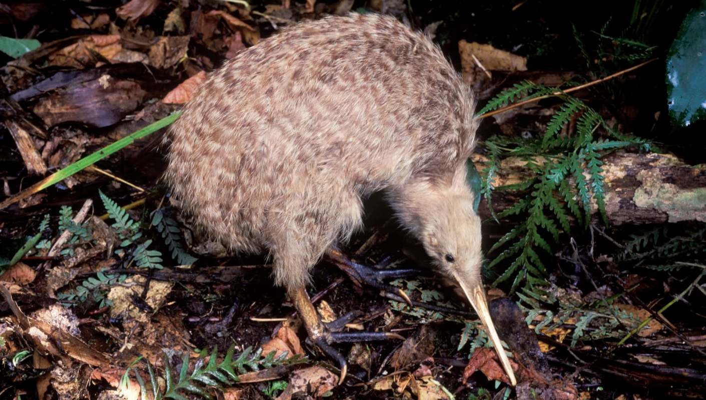 "Will take on a predator that’s much, much bigger than it is."