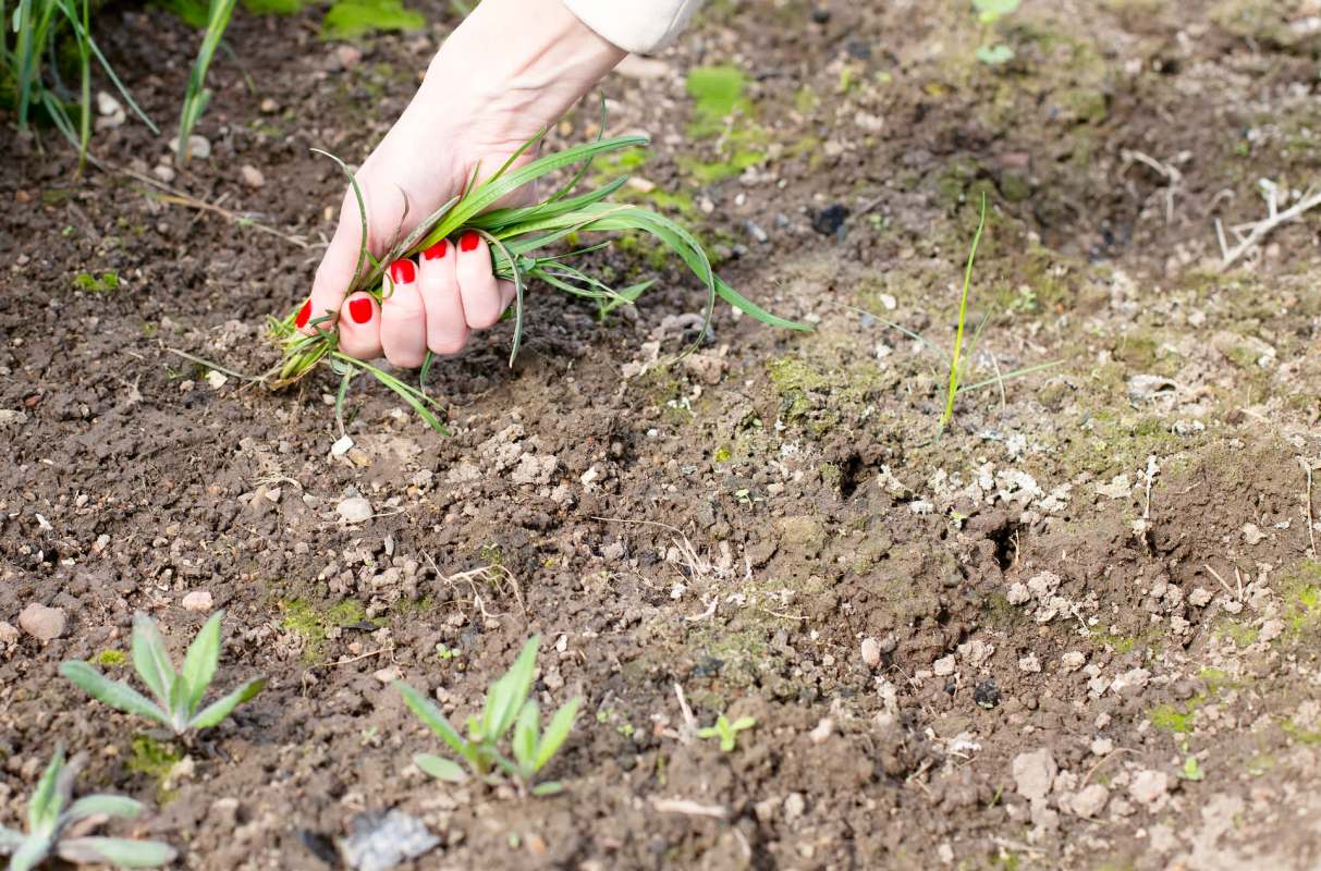 "It rains, it grows, and everything’s happy."