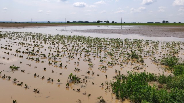 "There has been a lack of a well-thought-out proactive agricultural policy."