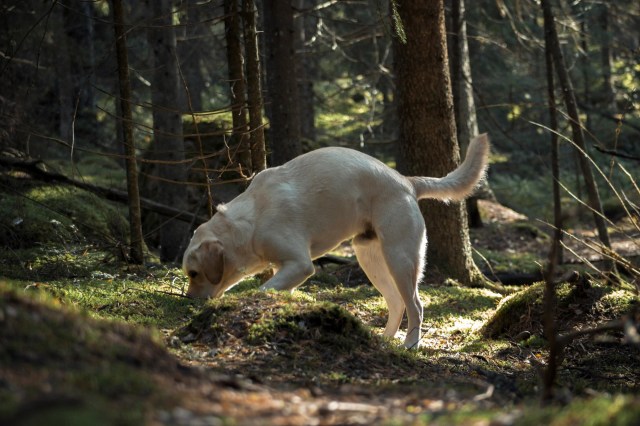 "Even a single individual is a big deal."