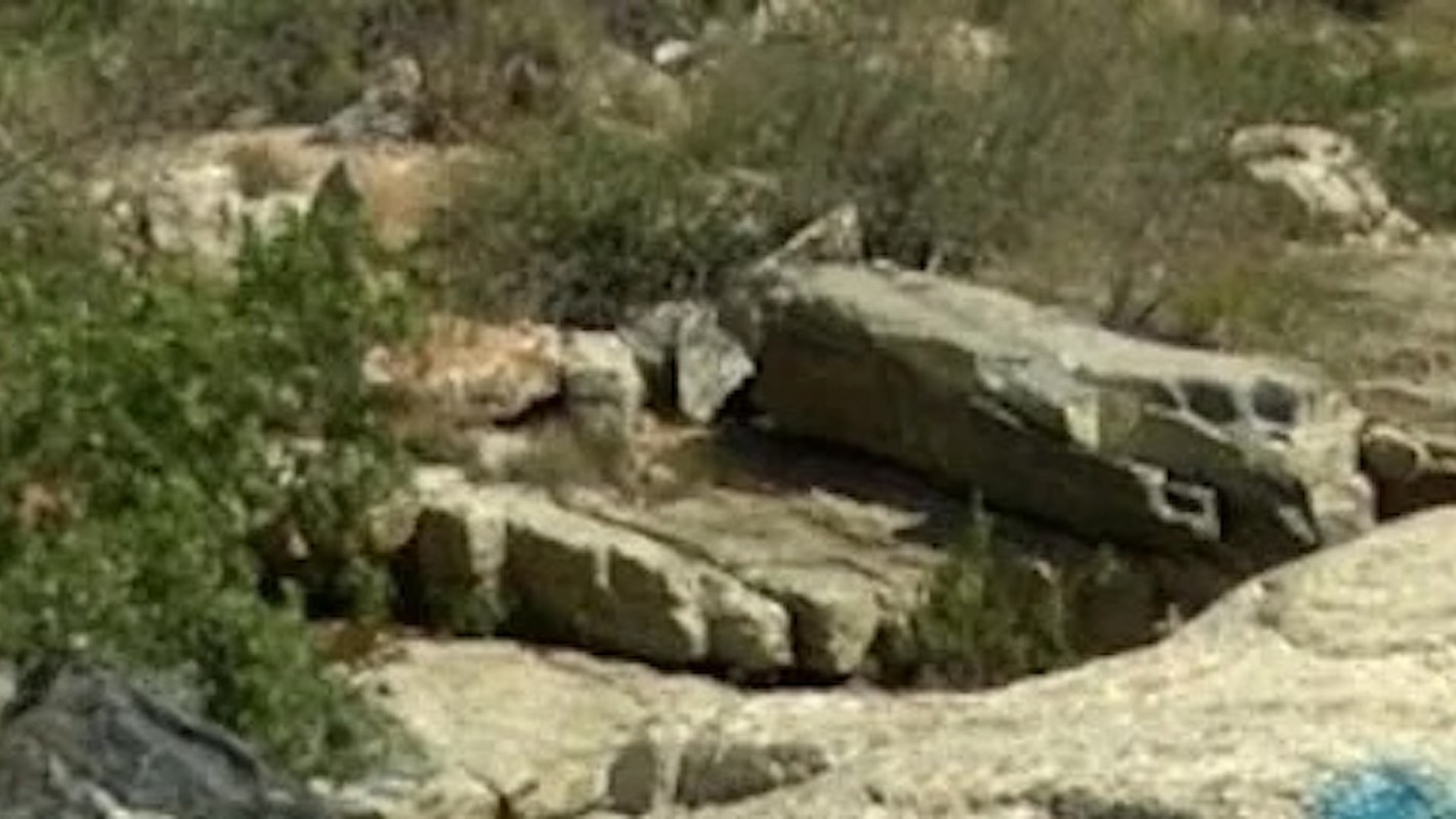 "They are cowards who know what they are doing is wrong."