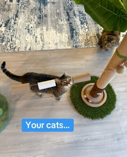 "Thank you for the idea!"