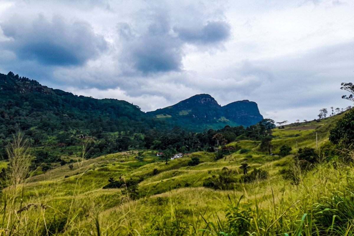 "What we do with that chance will decide whether these species survive the century."